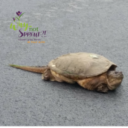 Why did the turtle cross the road?