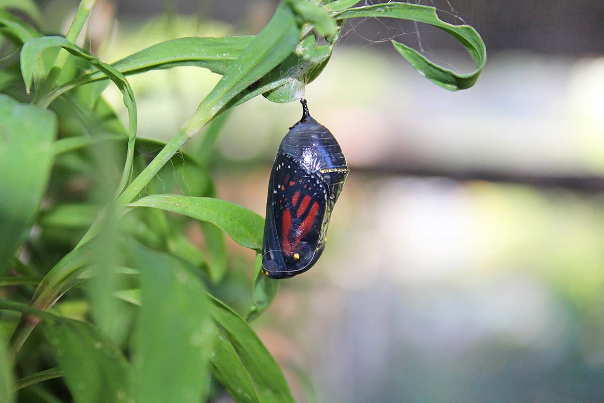 Monarch chrysalis